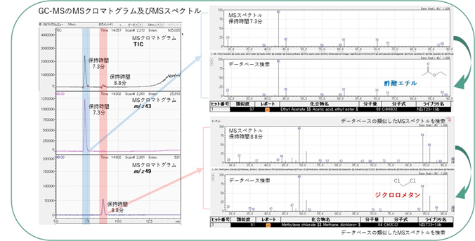 GC-MCのMCクロマトグラム及びMSスペクトル